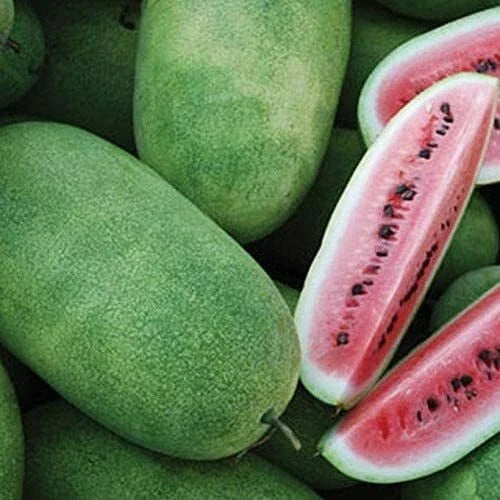 Charleston Grey Watermelon Seeds – Heirloom Non-GMO Seeds for Large, Juicy Fruits – Citrullus lanatus, Packaged for Easy Planting