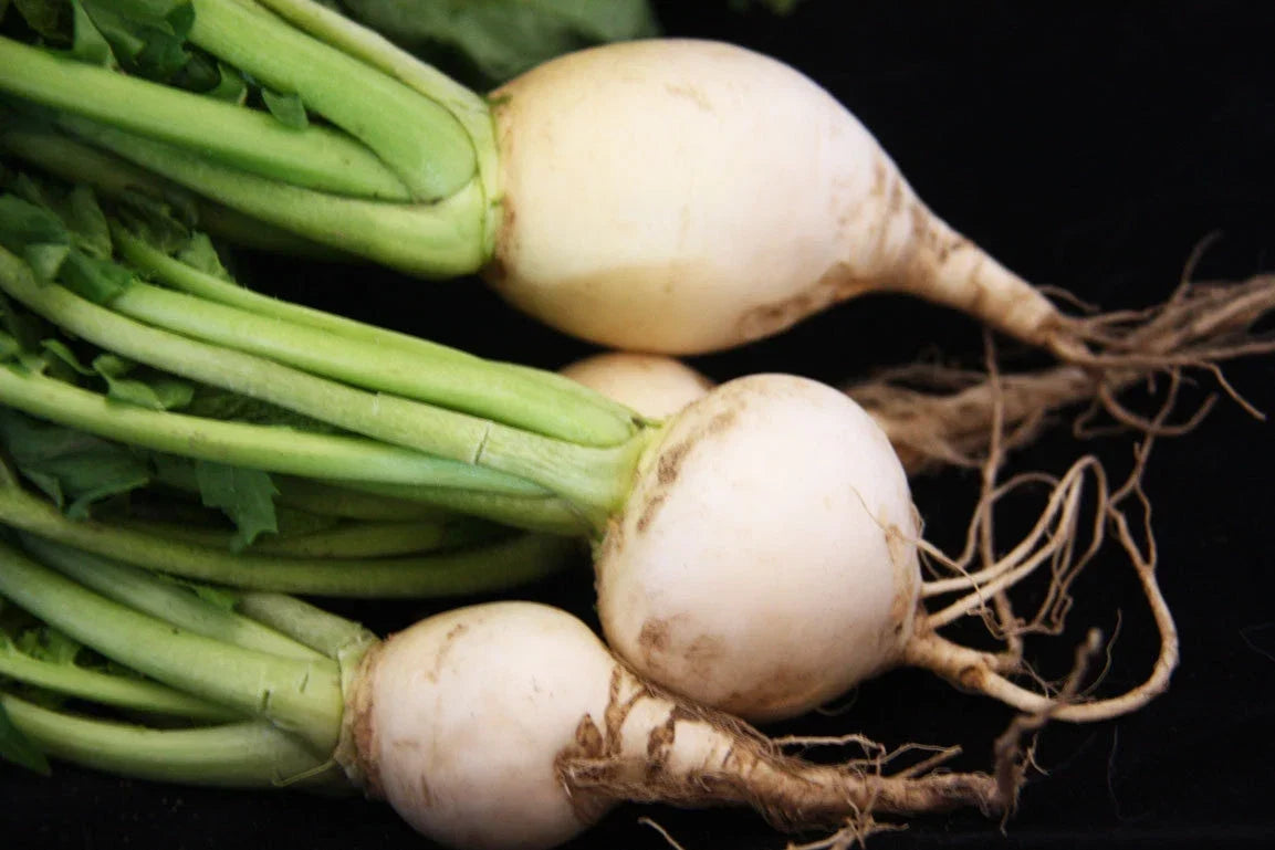 White Egg Turnip Seeds – Brassica rapa – Fresh Non-GMO Planting Seeds for Home Garden