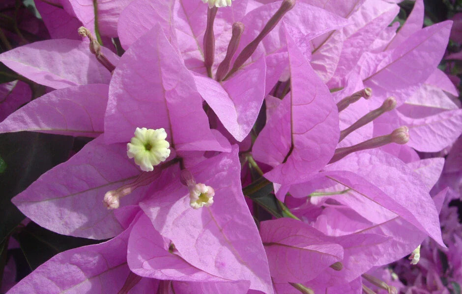 Bougainvillea Starter Plant - Silhouette Variety - Well Rooted - Ships Bare Root - Bougainvillea glabra