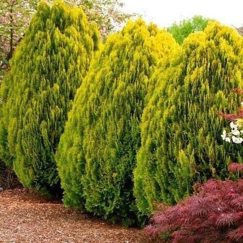Golden Oriental Arborvitae Tree Seeds - 30 Count - Platycladus orientalis