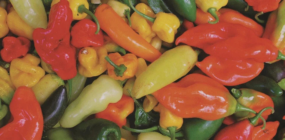 Hot Pepper Seeds Mix 100 Seeds Variety Pack - Capsicum Annuum, Habanero, Jalapeño, Serrano, Anaheim, Cayenne, Colorful Assortment