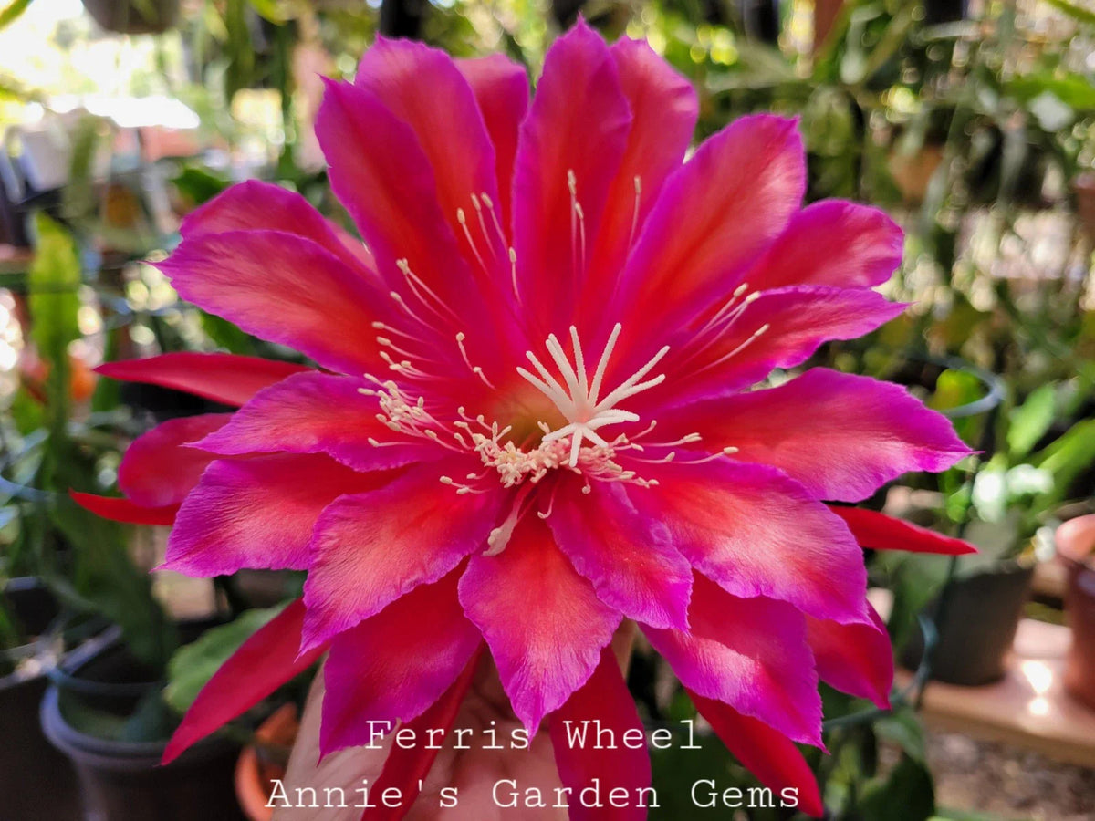 Epiphyllum Cuttings - Unrooted 8-10 Inch Ferris Wheel Variety - Exotic Houseplant (Epiphyllum)