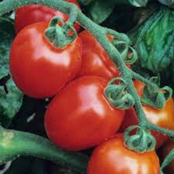 Italian Roma Tomato Seeds – Heirloom Non-GMO Variety for Home Gardening, Perfect for Sauces & Fresh Dishes, Solanum lycopersicum