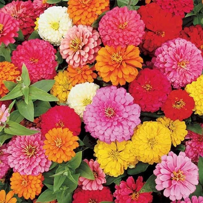 Zinnia elegans Flower Seeds - Pumila Mix, Heirloom, Bulk Seed Pack for Garden, Cut Flowers & Borders