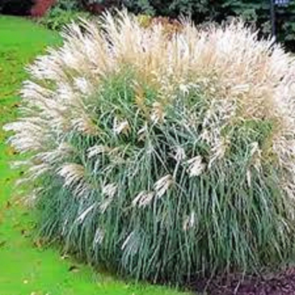 Adagio Ornamental Grass - 3 Clumps, Spouting Miscanthus sinensis 'Adagio' for Borders, Garden Beds & Privacy Screens