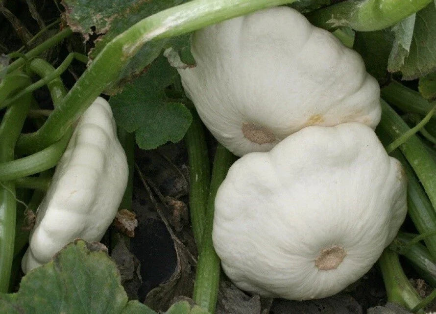 Early White Bush Scallop Squash Seeds - 25 Pack, Summer Patty Pan Variety, Cucurbita pepo, Compact Bush, Non-GMO, USA