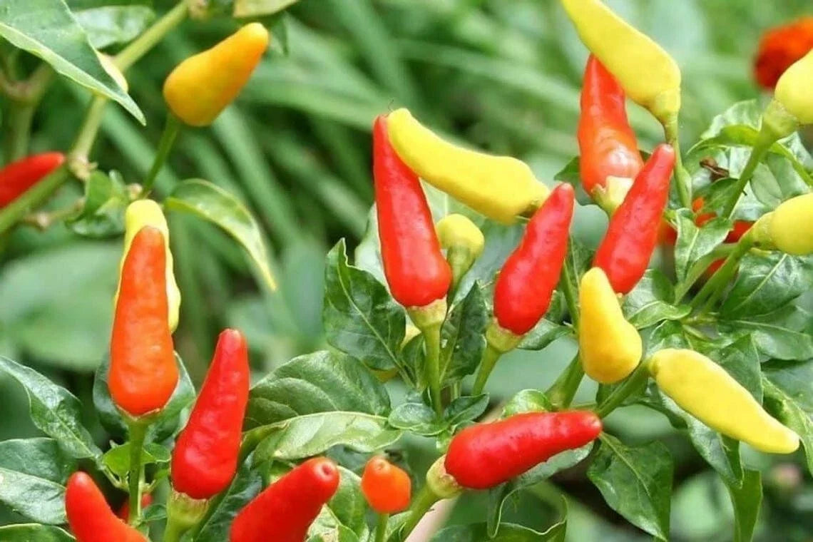Tabasco Hot Pepper Seeds - 30+ Packets for Chili Sauce, Capsicum frutescens, Green to Red Fruits, Garden Planting