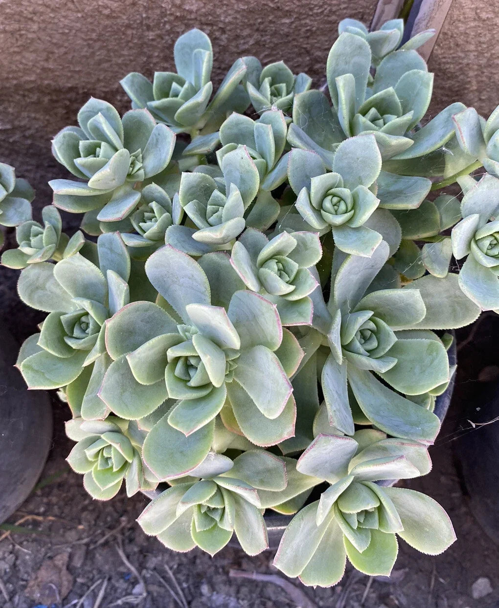 Aeonium Haworthii Pinwheel Succulent Cluster - Green Rosette, Drought-Tolerant Indoor Plant, Hardy Succulent Variety