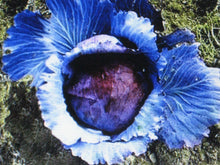 Mammoth Red Rock Cabbage Seeds - 150 Count, Brassica oleracea, Heirloom Vegetable Seeds for Gardening
