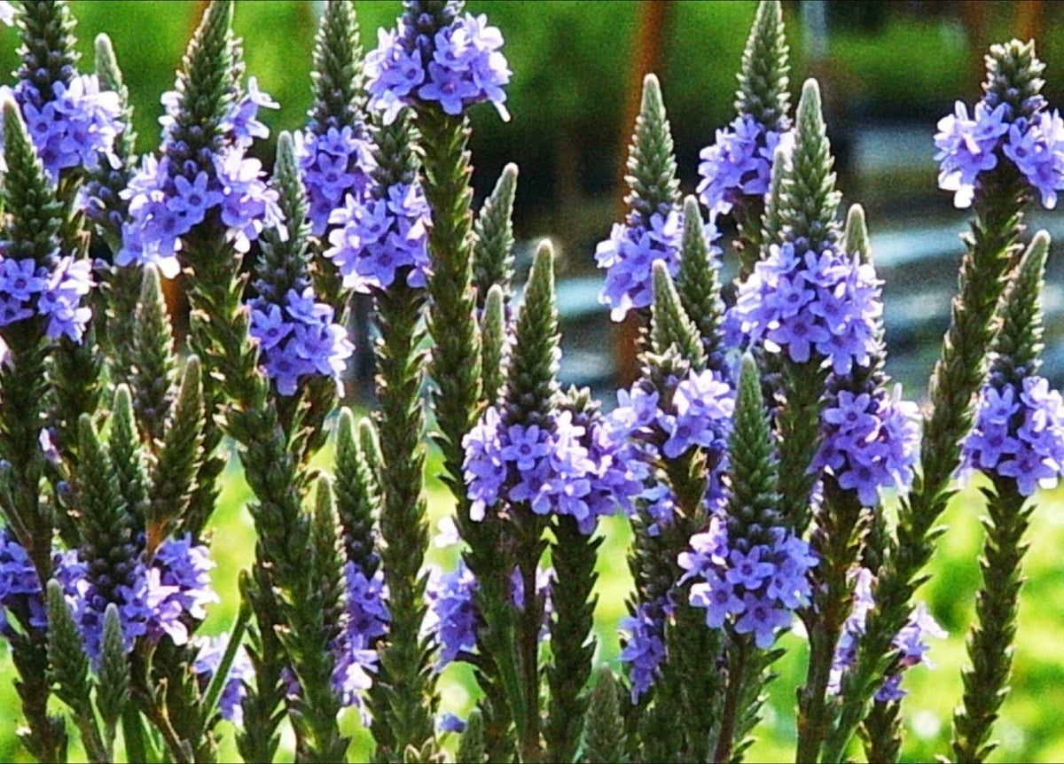 Blue Vervain Seeds - 200+ Drought-Tolerant Native Wildflower Herb for Tea - Perennial (Verbena hastata)