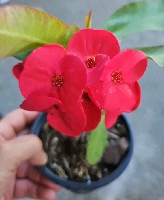 Thai Red Crown of Thorns Live Plant 7" - Euphorbia milii - Corona de Cristo, Succulent Houseplant, Drought-Tolerant Decor