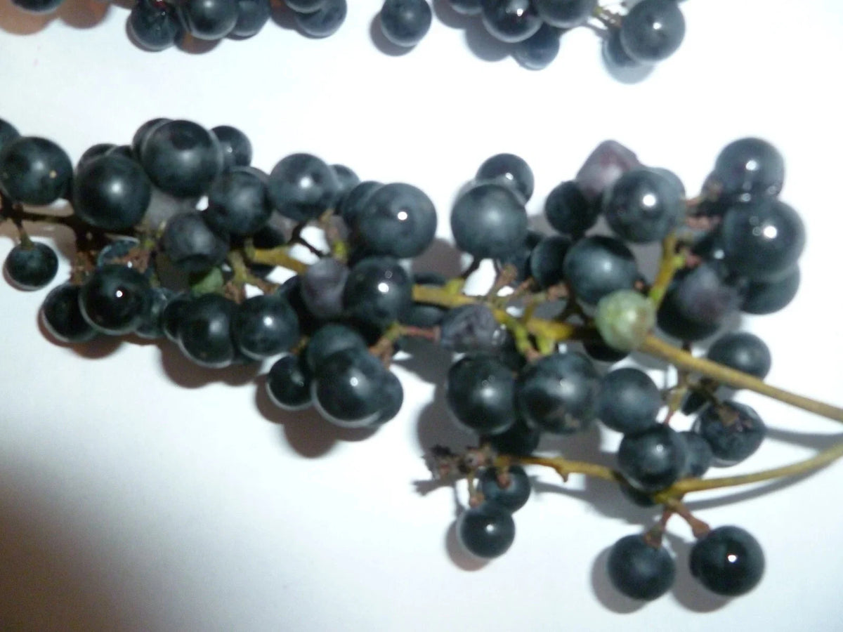 Organic Wild Grape Seeds - 25 Pack - Vitis aestivalis - Non-GMO, Heirloom, Free Shipping