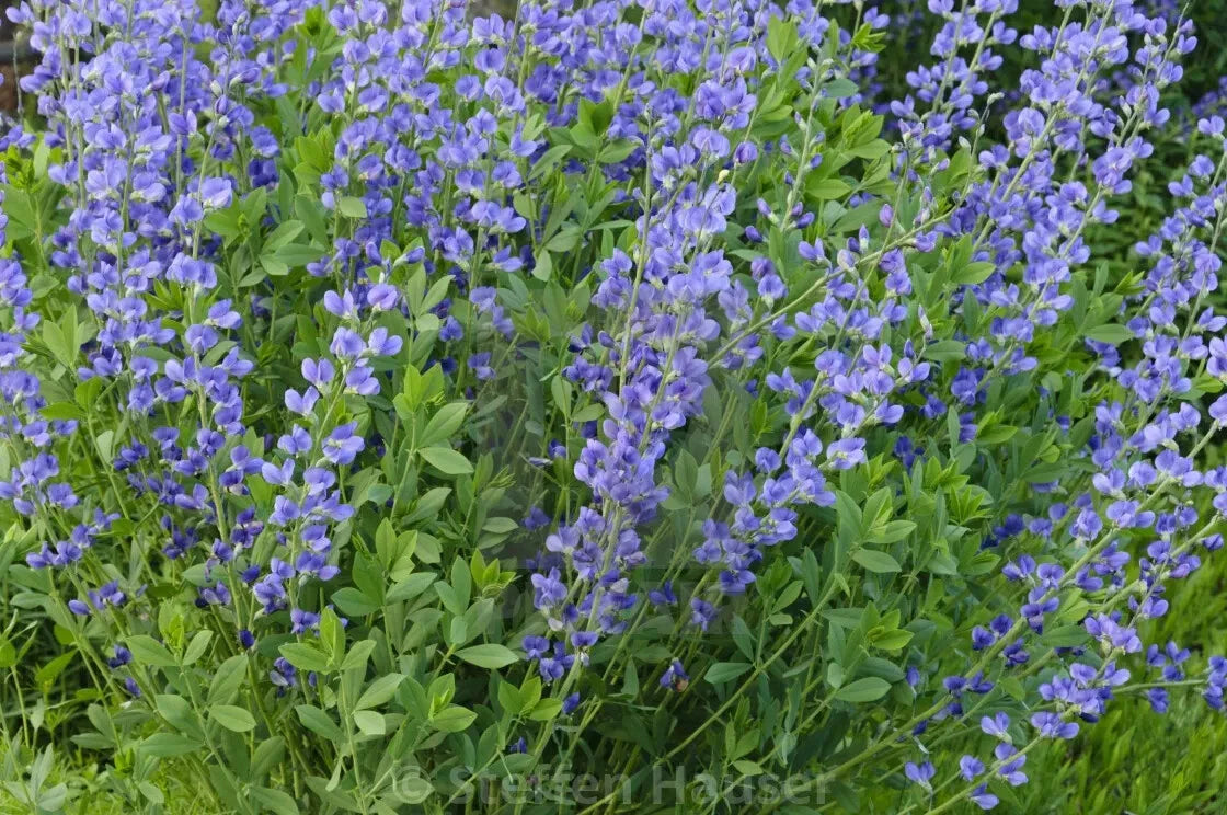 Blue False Indigo Live Plant 12-16" Set of 2 Baptisia australis
