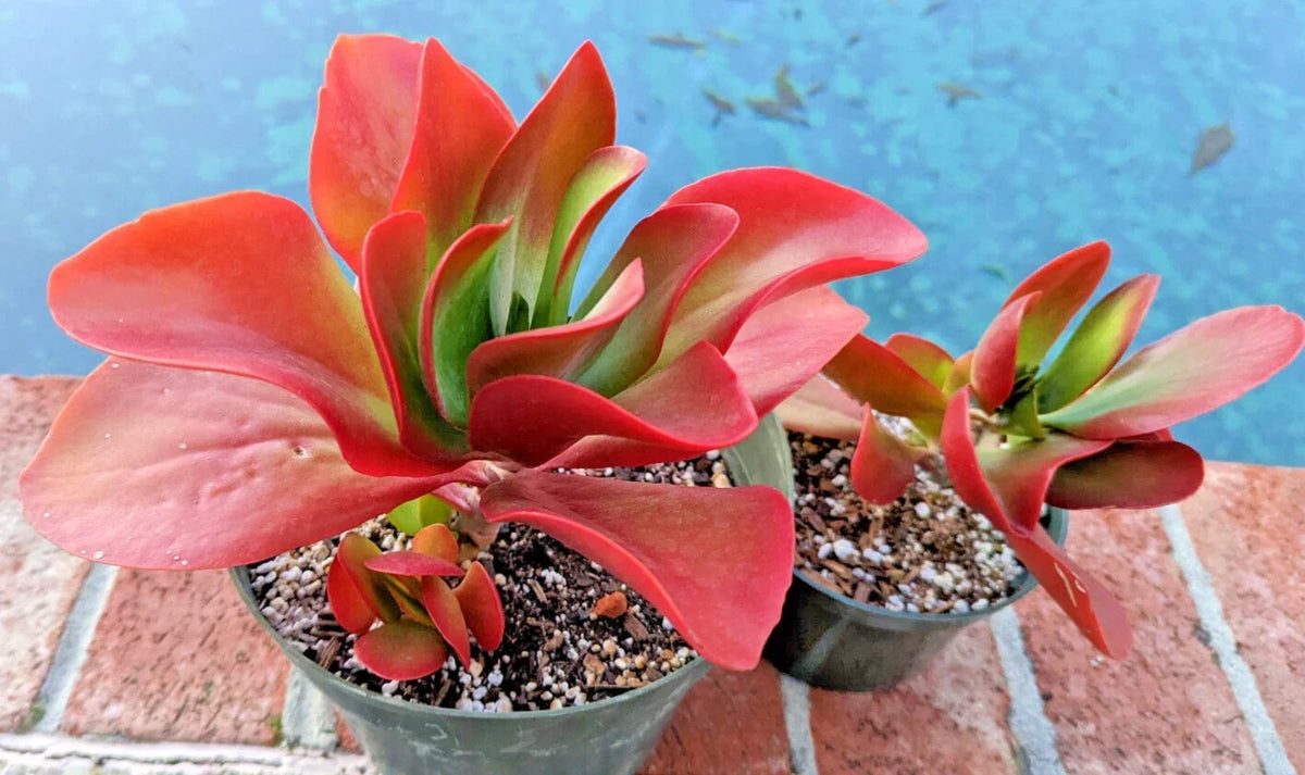 Kalanchoe Dragongfire Succulent Plant 5" Bright Red Foliage Indoor Decor Rare