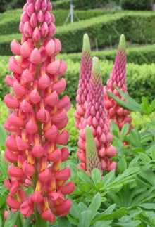 Towering Infero Lupine Seeds – Perennial Flower Seeds for Borders & Containers – Lupinus polyphyllus – 25 Seeds