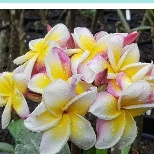Plumeria Nakaraj Plant Rooted Cutting – Tropical Fragrant Flowering Shrub, Garden Decor, Compact 30-40 cm, Plumeria spp.