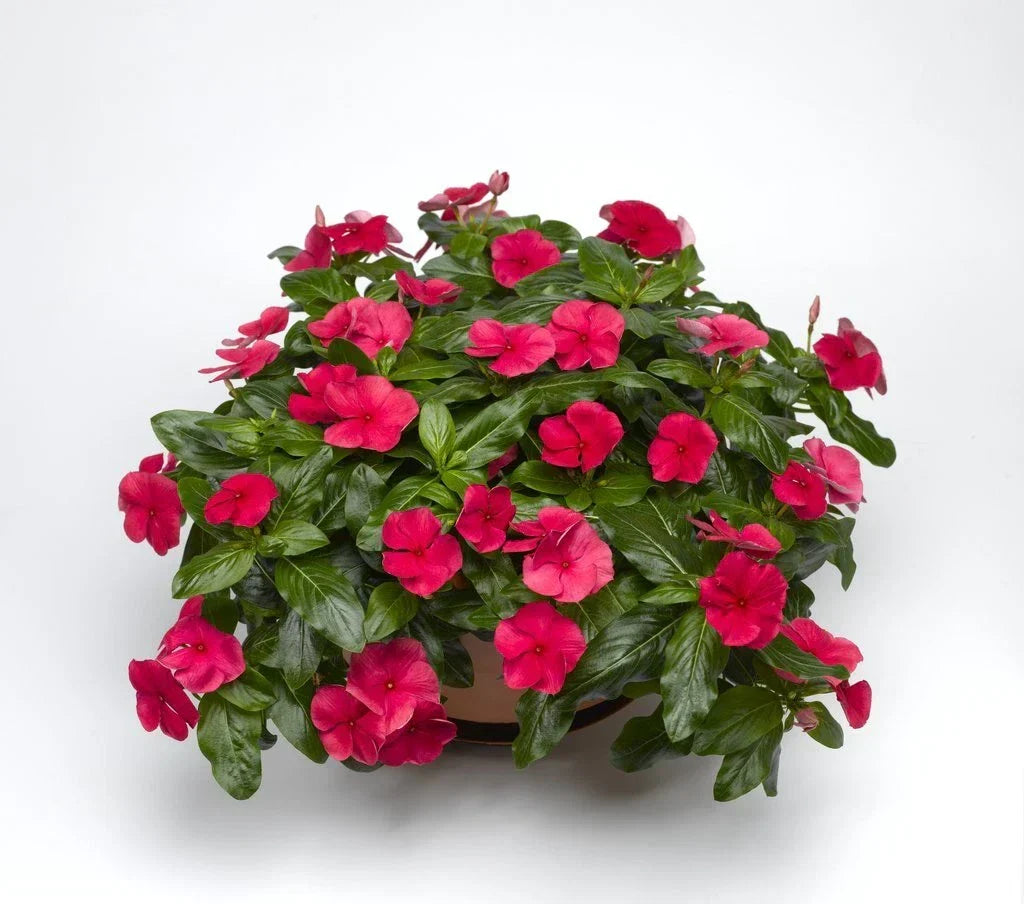 Vinca Sunsplash Cherry Seeds 500 Pack - Catharanthus roseus for Vibrant Cherry-Red Blooms