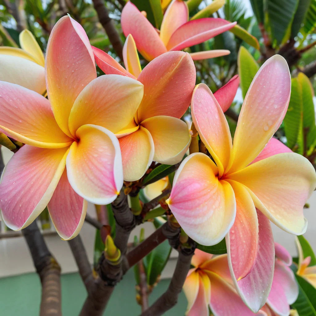 Plumeria Seeds - 5 White Blush Yellow Hawaiian Flower Plants - Perennial Fragrant Blooms (Plumeria spp.)