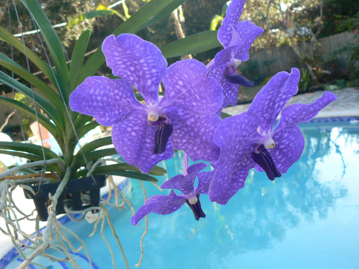 1 Orchid Vanda Pachara Delight Blue Purple in Spike | Exotic Tropical Starter Plant