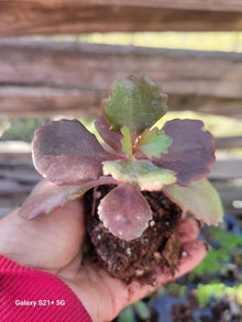 Kalanchoe Fedtschenkoi Lavender Scallops Succulent Plant in 2.5 Inch Pot – Indoor Houseplant, Drought-Tolerant, Low Maintenance