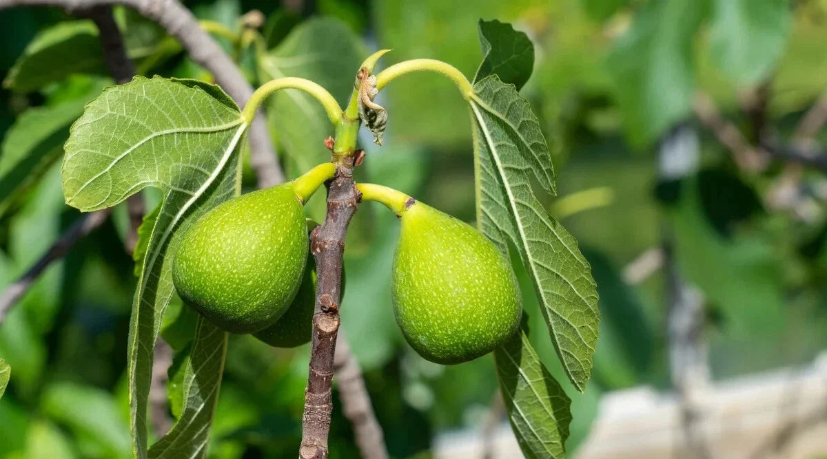 Excel Fig Seeds - 100+ Seeds for Garden Planting - Ficus carica - USA Grown, Free Shipping