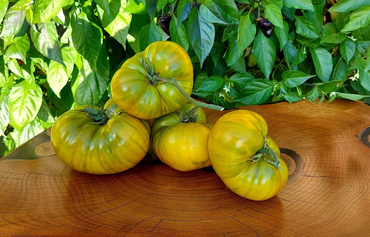 Cherokee Green Tomato Seeds - 120+ Heirloom Organic Non-GMO Seeds - Perfect for Home Gardening - Solanum lycopersicum