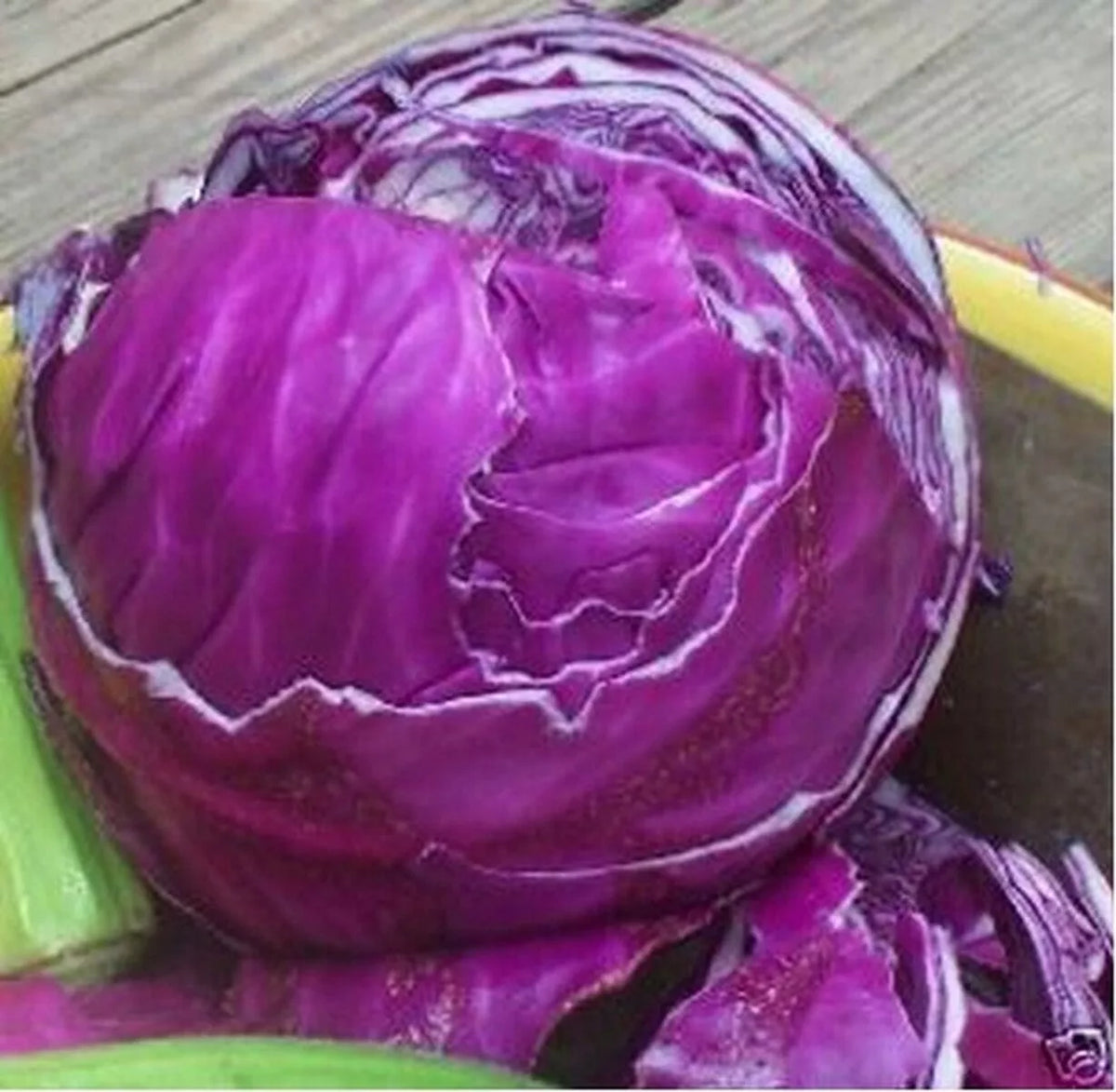 Red Acre Cabbage Seeds - 1000+ Heirloom Non-GMO - Brassica oleracea