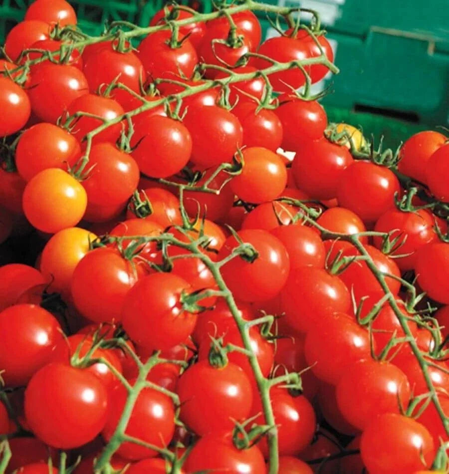 Large Red Cherry Tomato Seeds - Heirloom Organic Non-GMO Solanum lycopersicum, Juicy, Sweet, Indeterminate, Seed Packet