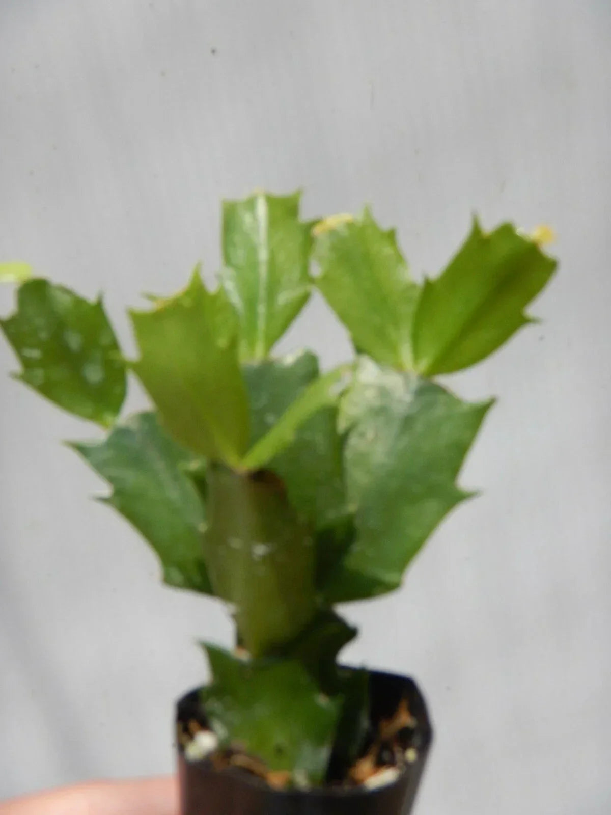 Christmas Cactus Starter Plant - Schlumbergera Truncata - Healthy Well-Rooted Variety