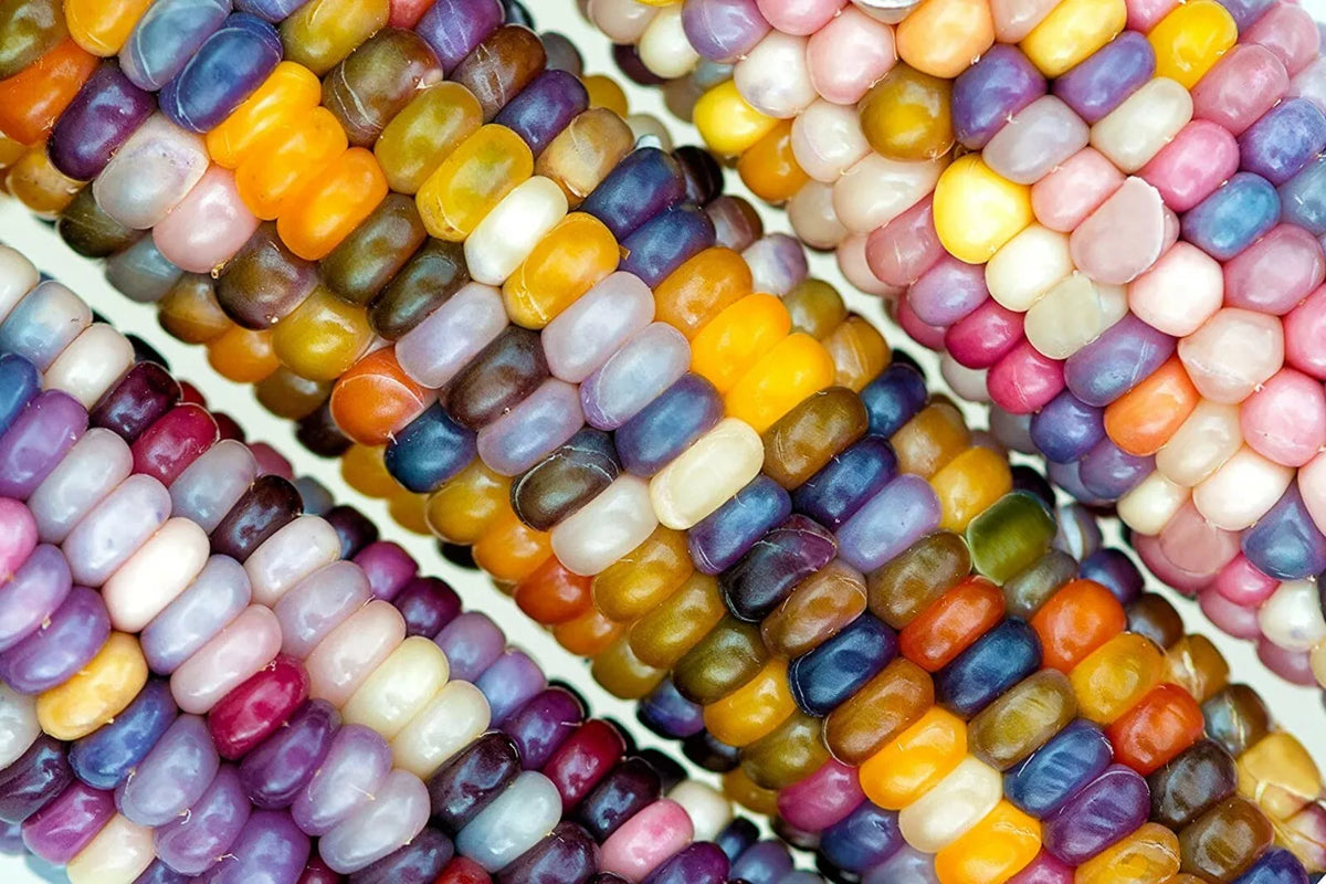 Glass Gem Indian Corn Seeds - 100 Pack | Zea mays 'Glass Gem' for Planting