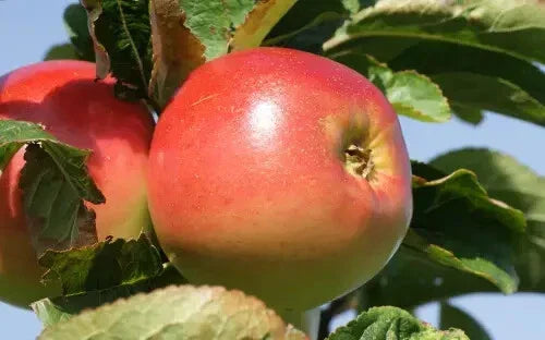 Winter Banana Apple Seeds - 25+ Pack for Garden Planting - Malus domestica - USA Grown - Free Shipping