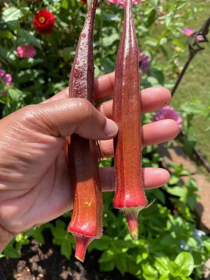 Red Burgundy Okra Seeds – Non-GMO Heirloom Variety for Gardening – Abelmoschus esculentus, Vibrant Red Pods, Organic Seeds