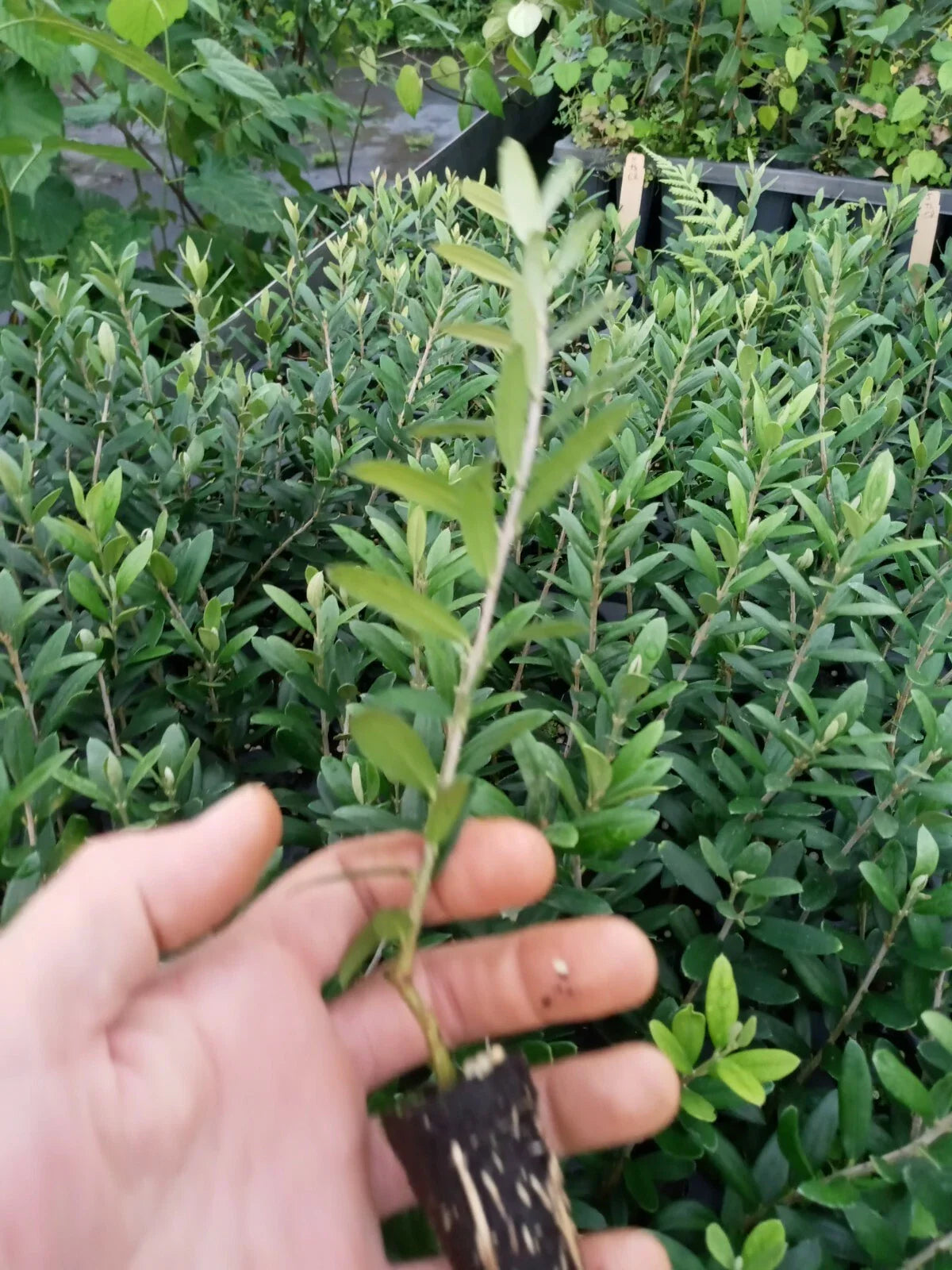 Olive Tree Starter Plant 5-Inch Arbequina Olea europaea - Healthy, Non-GMO, Pesticide-Free, Fast Shipping