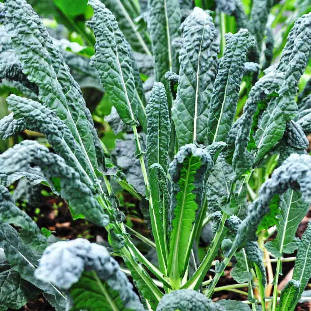 Lacinato Kale Seeds 300+ Non-GMO Brassica oleracea var. sabellica Dark Green Dinosaur Kale Vegetable Seeds