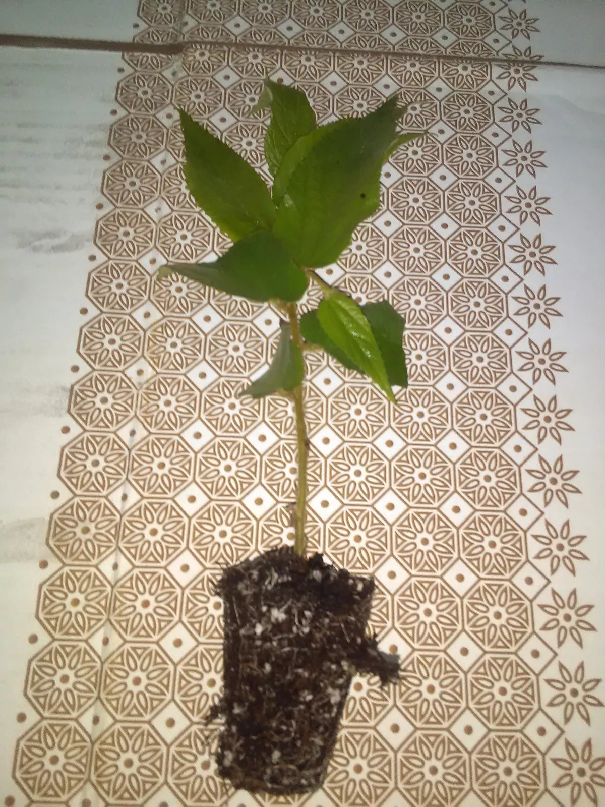 Jamaican Cherry Cuttings 2 Rooted Cuttings Muntingia calabura Sweet Fruit Fast Growing