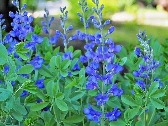 Blue False Indigo Seeds - 50 Pack - Baptisia australis - Hardy Perennial Zones 3-10