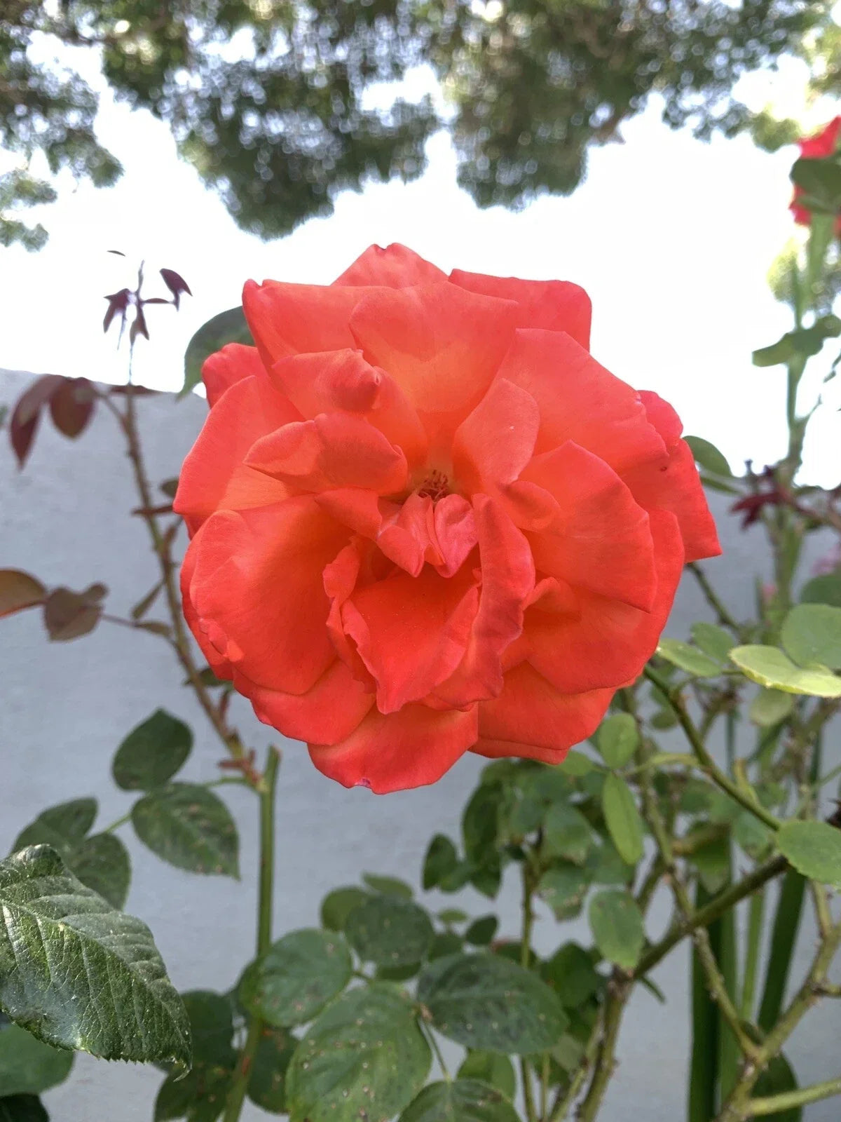 Orange Fragrant Rose Cuttings 6 Inch Rosa spp. No Roots, 5 Pack for Garden, Patio, or Container Planting