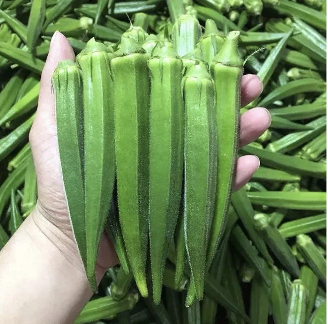 500+ Clemson Spineless Okra Seeds Non-GMO Heirloom with Free Green Eggplant Seeds