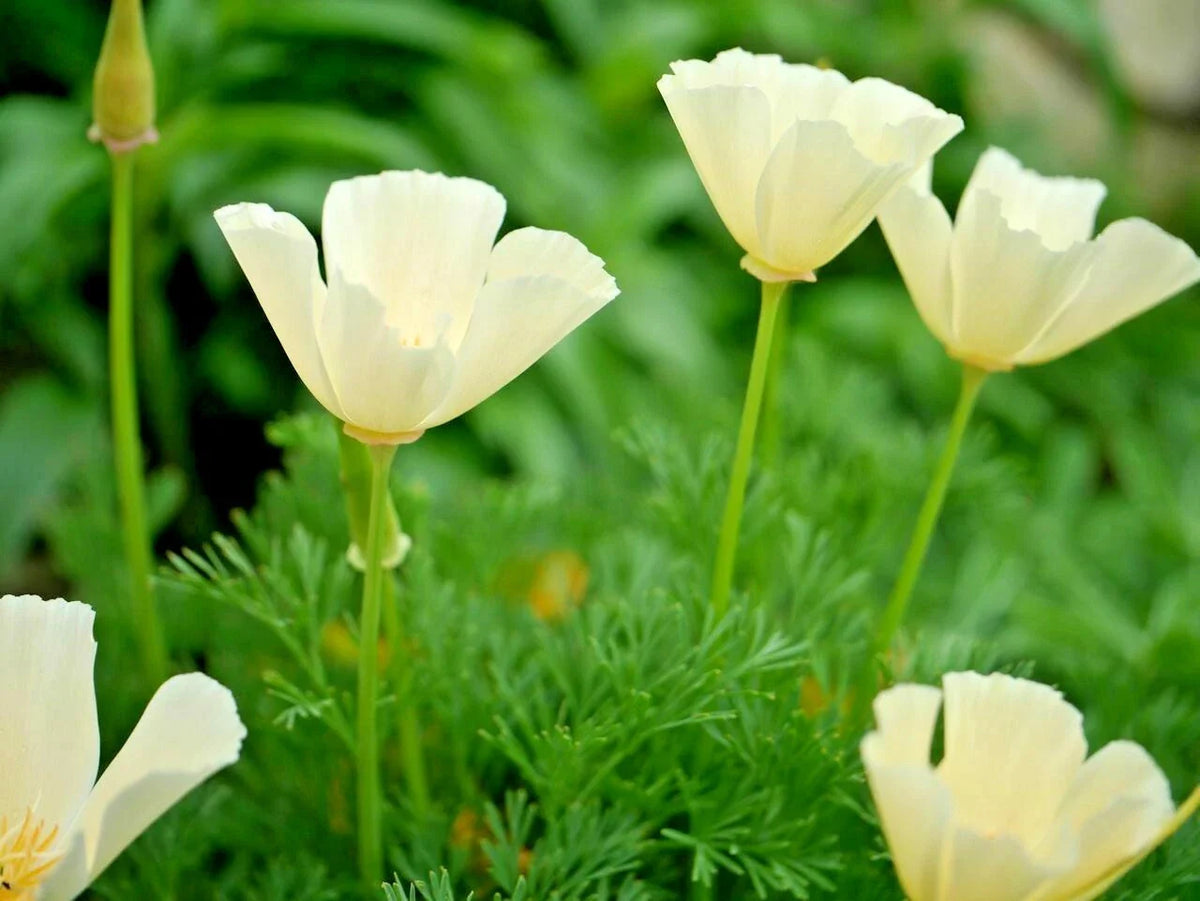 500+ White California Poppy Flower Seeds - Native Wildflower for Garden & Container - Eschscholzia californica
