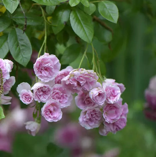 Heirloom Seven Sisters Rose Bushes - 2 Live Pink Climbing Rosa Multiflora Plants