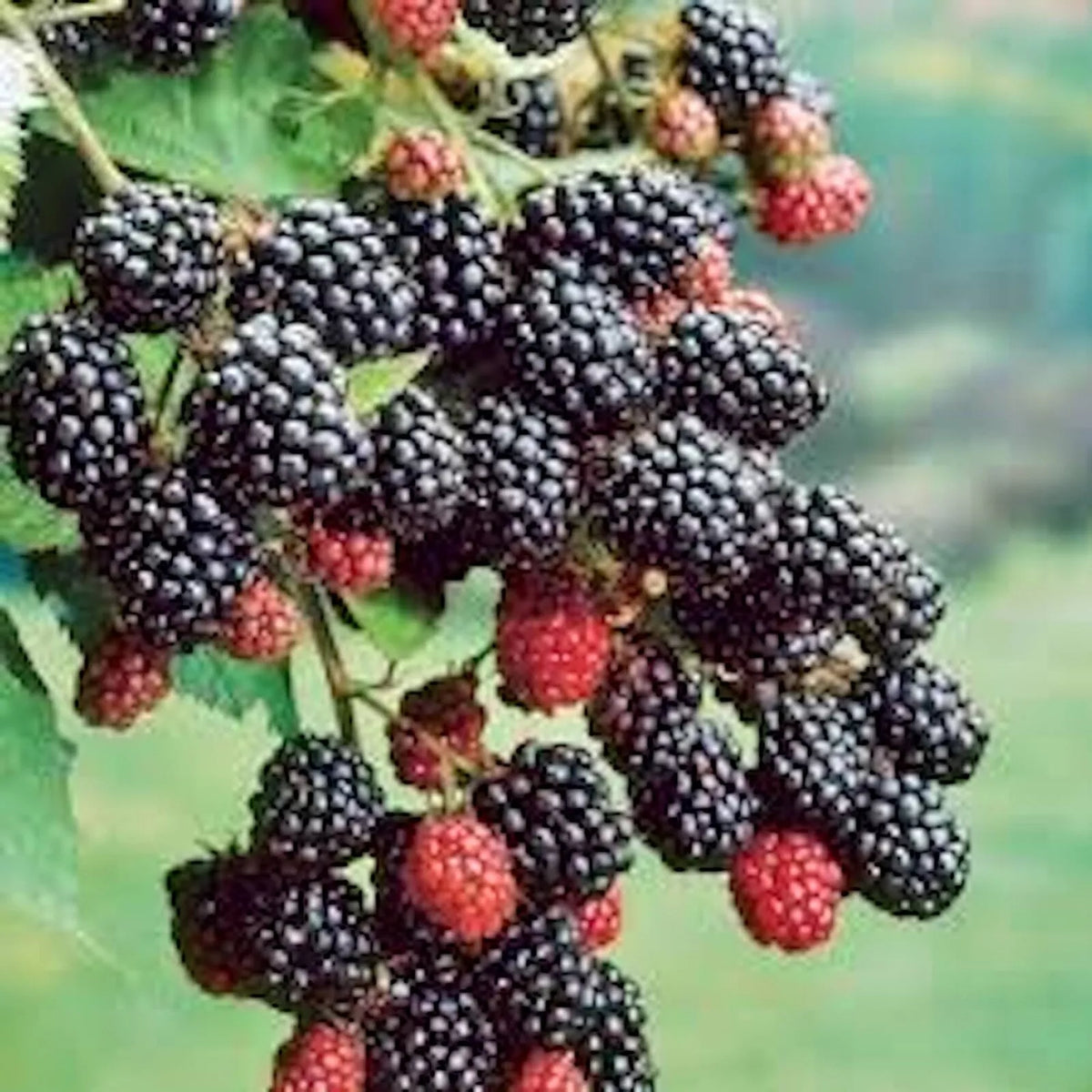 Prime-Ark 45 Blackberry Plant, Bare Root Edible Fruit Shrub, Rubus, Floricane Variety, High Antioxidant Content