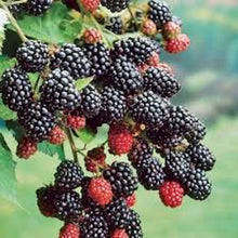Prime-Ark 45 Blackberry Plant, Bare Root Edible Fruit Shrub, Rubus, Floricane Variety, High Antioxidant Content