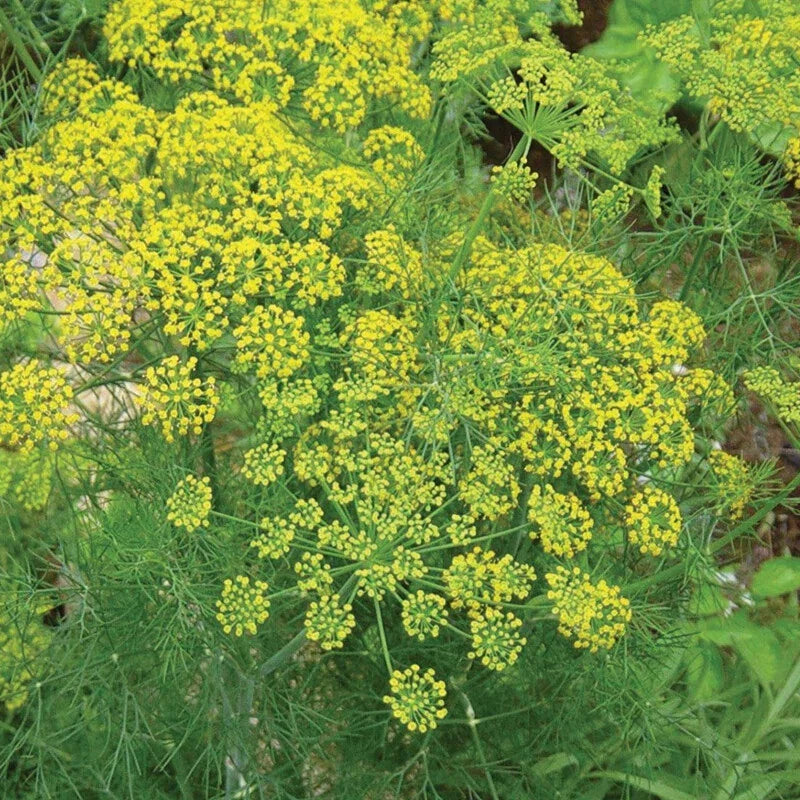 Mammoth Dill Seeds | 500 Heirloom Non-GMO Seeds | Aromatic Culinary Herb | Anethum graveolens