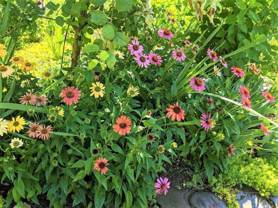 Echinacea Coneflower Plants - Cheyenne Spirit - Perennials - 10 Plants - Vibrant Colors - Easy Care Garden Flowers
