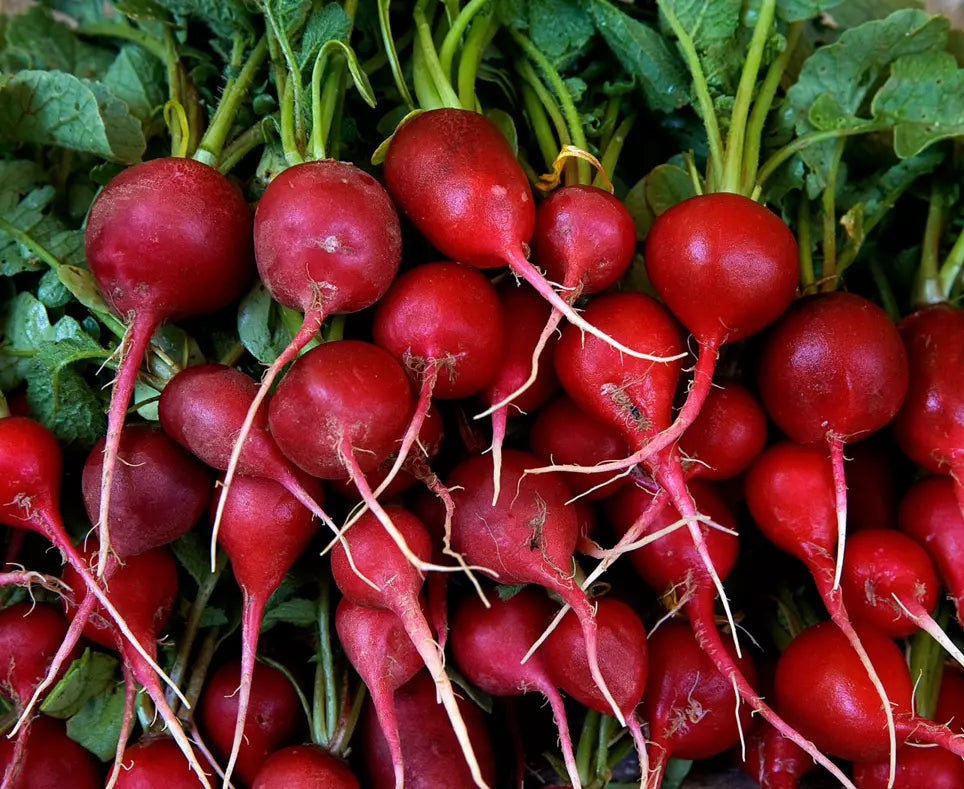 Radish Seeds 200+ Early Scarlet Globe Raphanus sativus Non-GMO Heirloom Vegetable for Home Garden