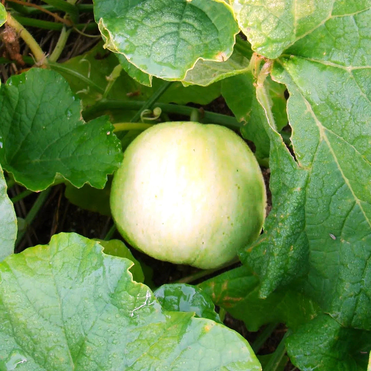Sakata's Sweet Asian Melon Seeds - Japanese Conomon Variety - 2025 Planting - Heirloom Vegetable Seeds