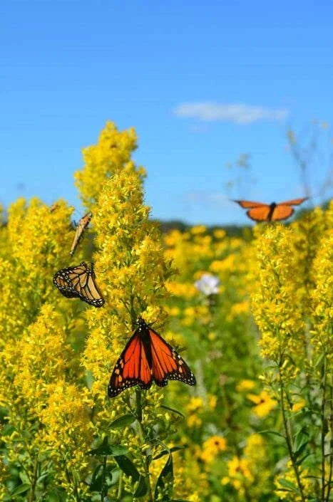 Showy Goldenrod Seeds - 100+ Heirloom Seeds - Solidago speciosa - Perennial Wildflower for Pollinator Gardens
