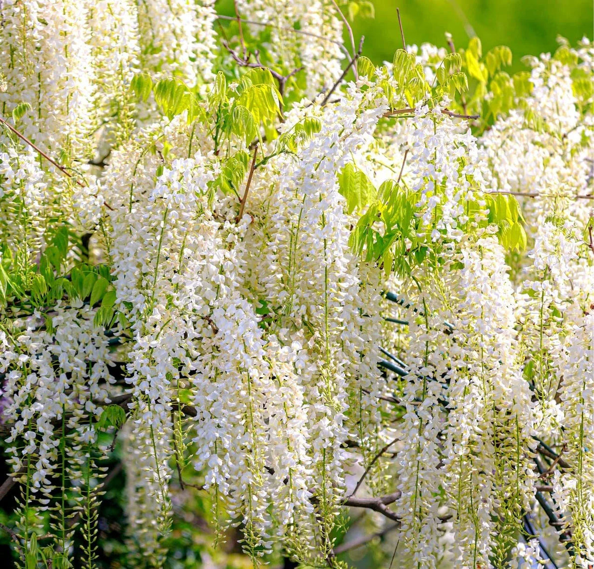 White Wisteria Seeds for Planting - 5 Rare Seeds - Wisteria sinensis Alba - Flowering Vine for Gardens