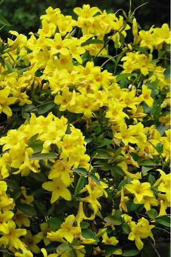 Bignonia Crossvine Starter Plant - Yellow Flowering Vine - USA Seller
