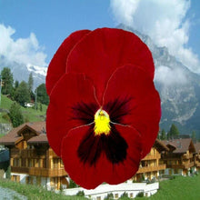 Pansy Seeds - 50 Giant Clear Ruby Flower Seeds - Violas wittrockiana - Colorful Garden Planting